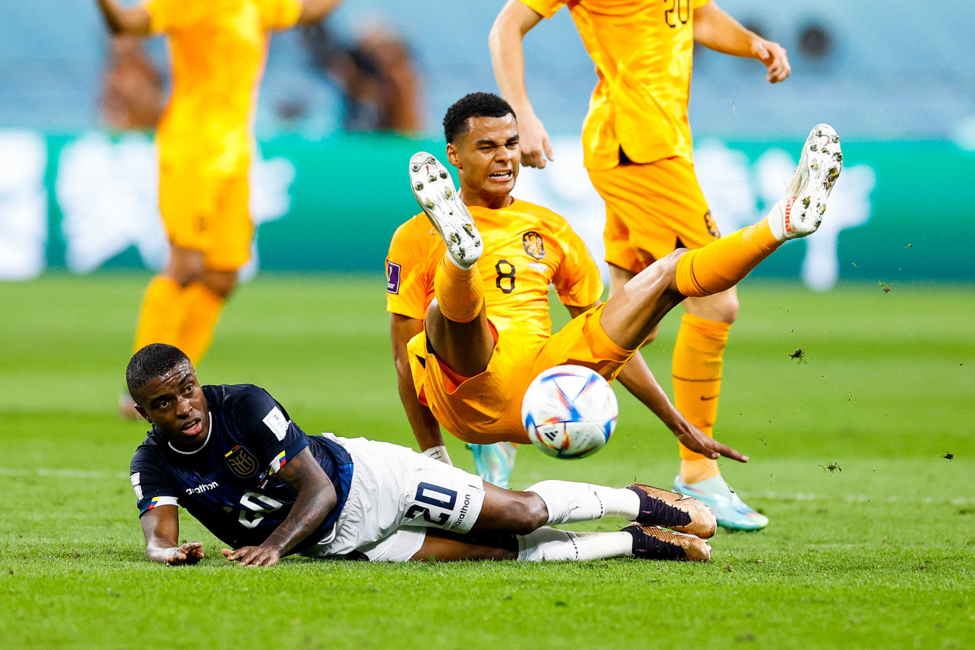 CDM 2022 : les Pays-Bas accrochés par l&#039;Equateur malgré un bijou de Gakpo